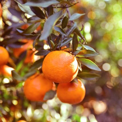 Scegliamo sempre frutta e materie prime di origine garantita